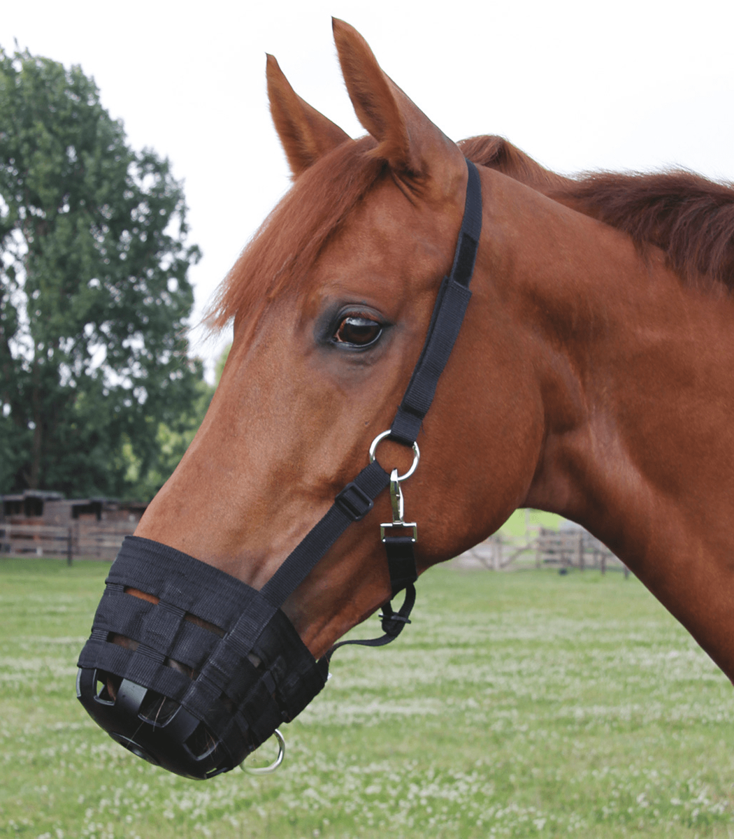 Breakaway grazing muzzle best sale