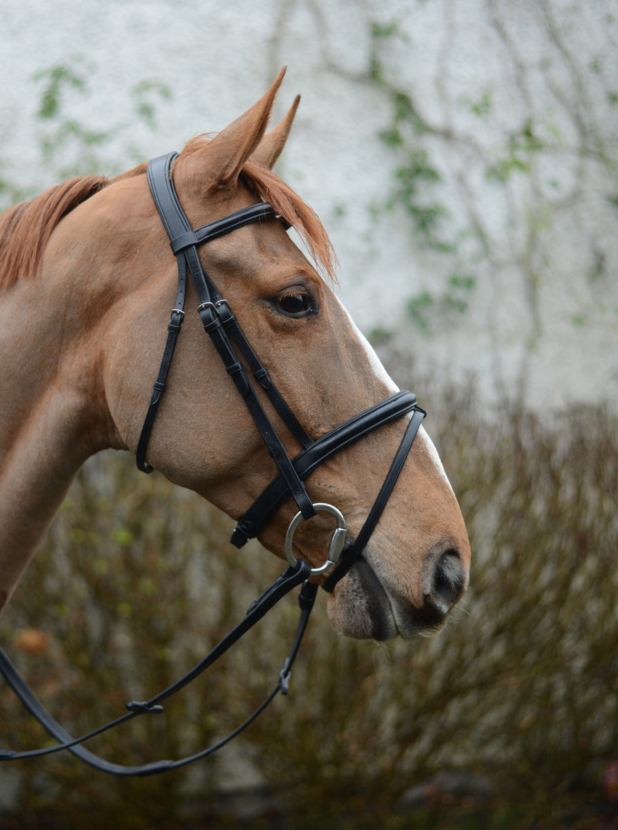 Mackey Classic Padded Grackle Bridle – Mackey Equestrian