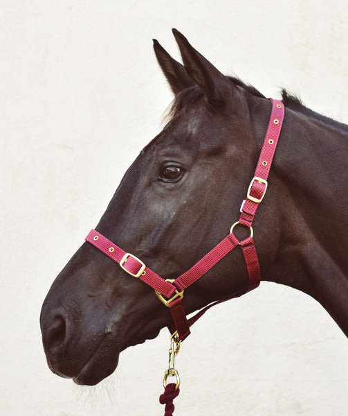 ECONOMY WEB HEADCOLLAR