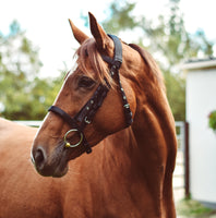 EQUISENTIAL NYLON BRIDLE (Black)