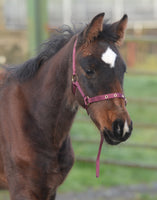 EQUISENTIAL NYLON HEADCOLLAR. Foal Size