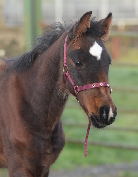 EQUISENTIAL NYLON HEADCOLLAR. Foal Size