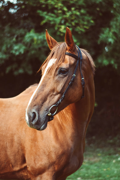 EQUISENTIAL NYLON RACE EXERCISE BRIDLE