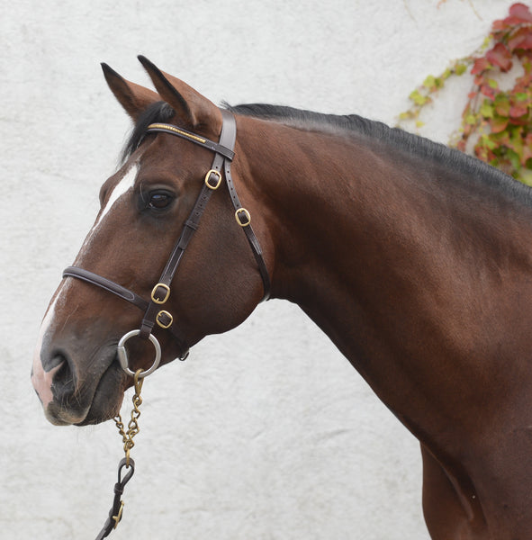 MACKEY CLASSIC IN-HAND CLINCHER BRIDLE