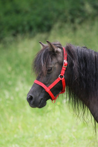 HALTER FOR MINI SHETTIES