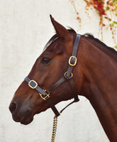 MACKEY CLASSIC LEATHER HEADCOLLAR